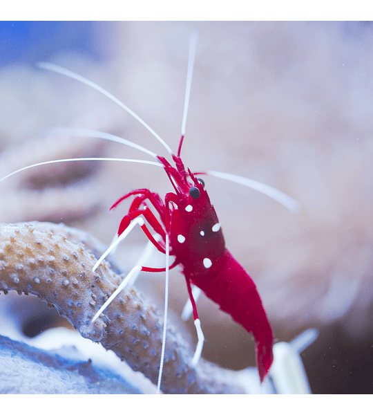 Camaron Fire Shrimp (Lysmata debelius)