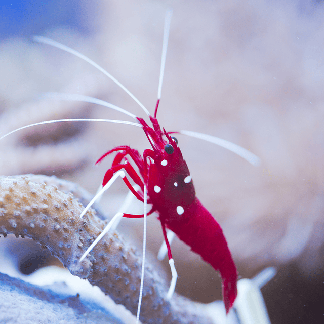 Camaron Fire Shrimp (Lysmata debelius)