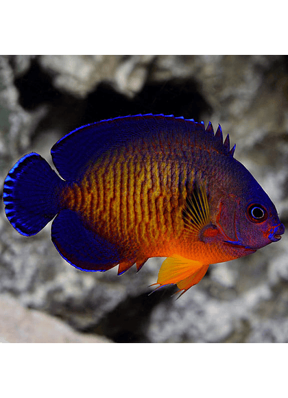Coral Beauty Angelfish (Centropyge bispinosa)