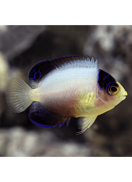Multicolor Angelfish (Centropyge multicolor) Talla-SM
