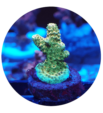 Acropora n° 5