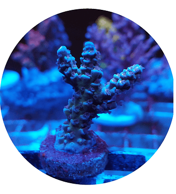 Acropora n° 6