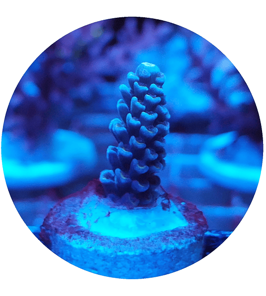 Acropora n° 7