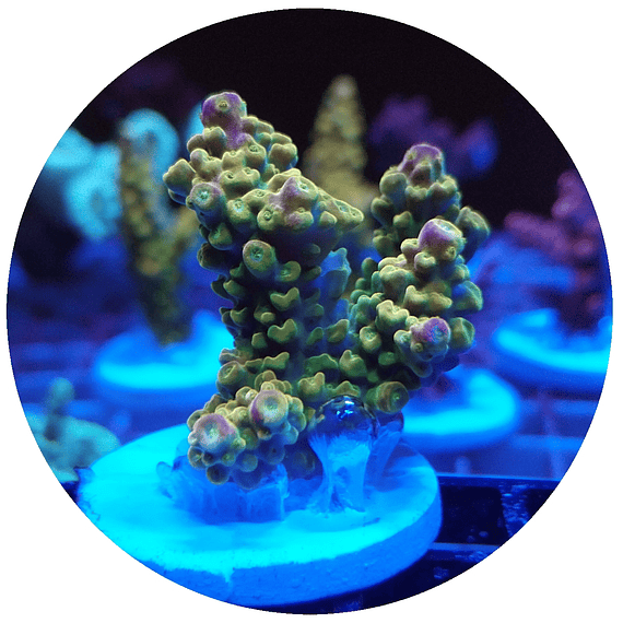 Acropora n° 8