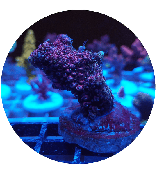 Acropora n° 9