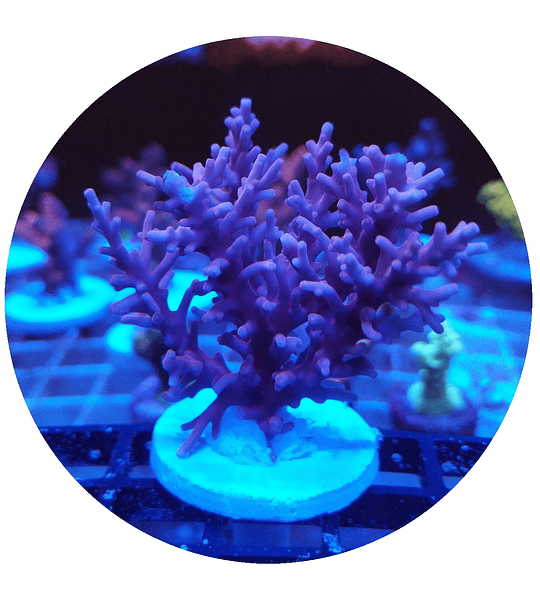 Acropora n° 10 Red Dragon