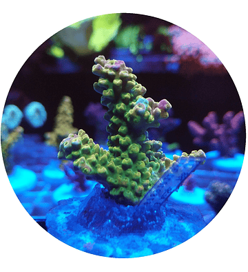 Acropora n° 12