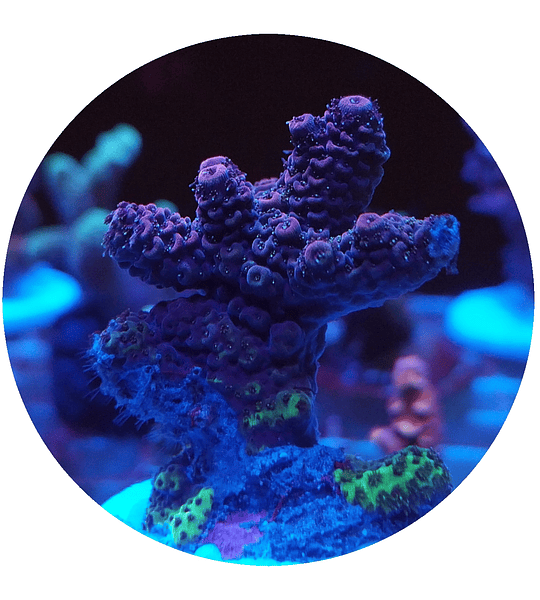 Acropora n° 24