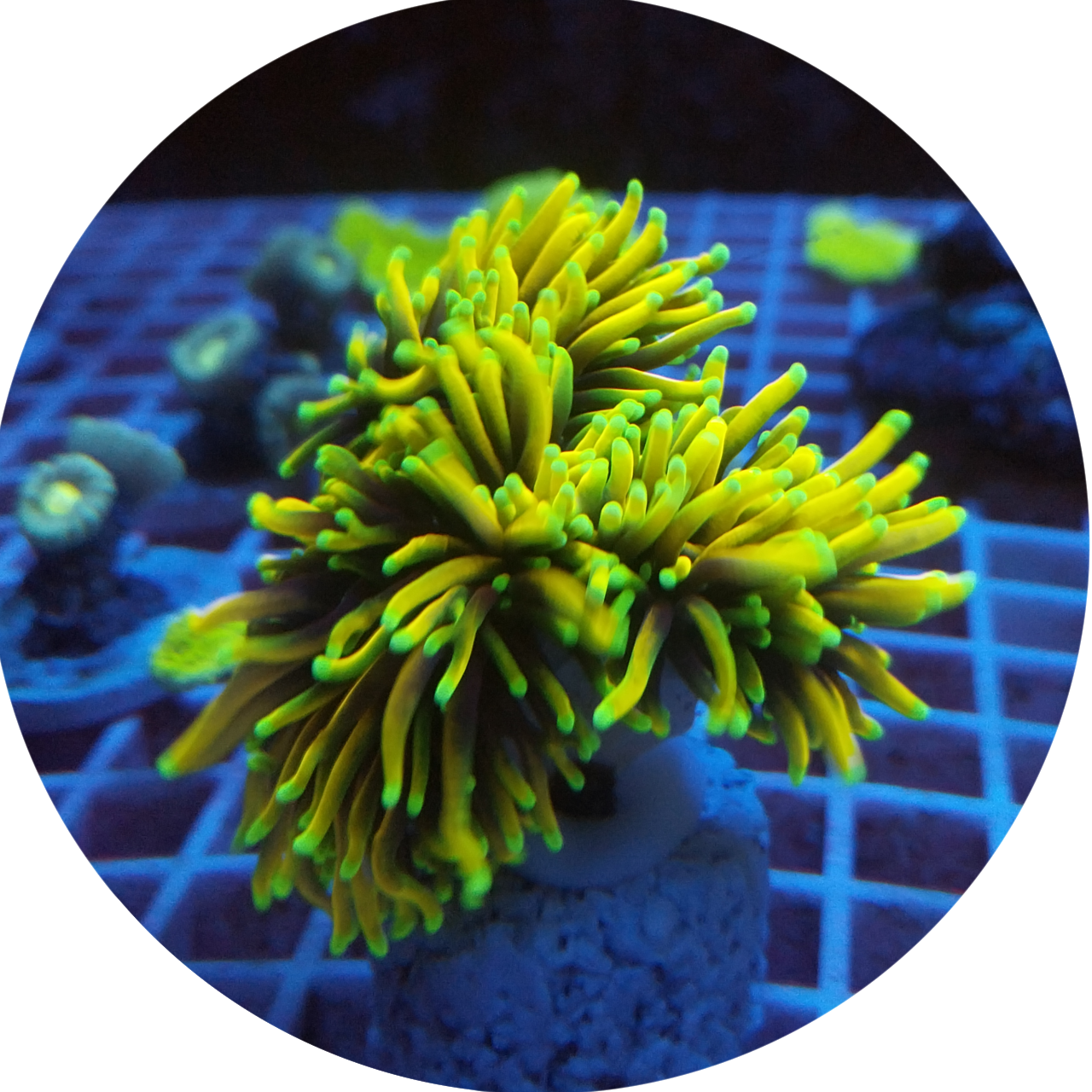 Euphyllia Torch Dragon Soul 3 bocas  1