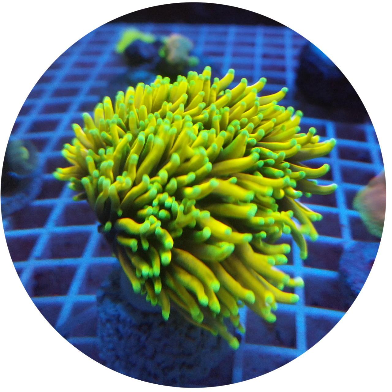 Euphyllia Torch Dragon Soul 5 bocas 1