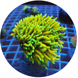 Euphyllia Torch Dragon Soul 5 bocas