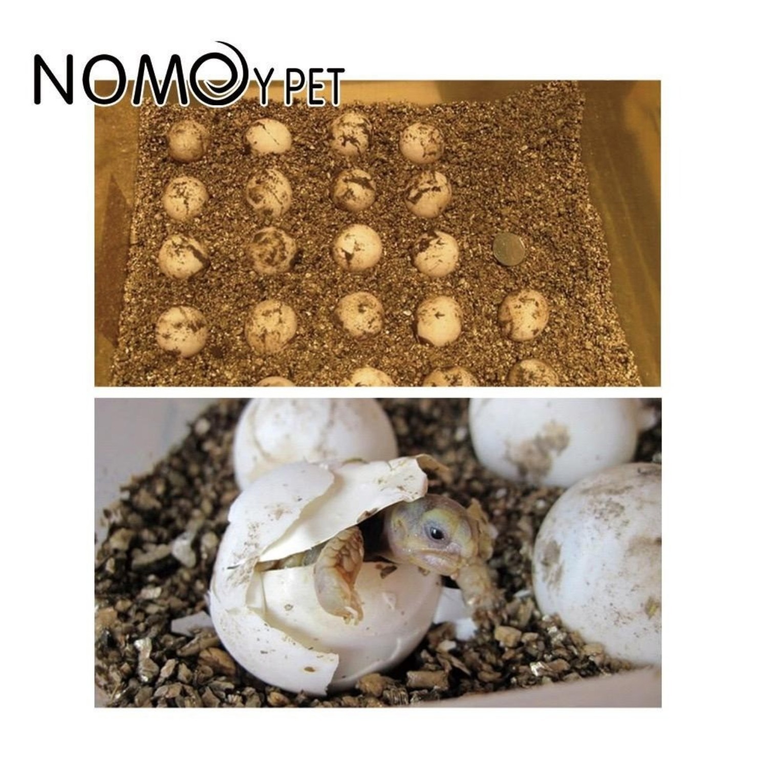 Sustrato Vermiculita Reptiles Nomoy Pet NC-09 2L 2