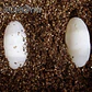 Sustrato Vermiculita Reptiles Nomoy Pet NC-09 2L - Miniatura 3