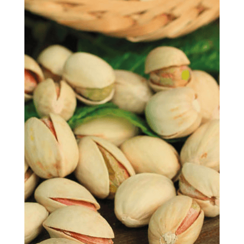 Pistacchio Jupiter