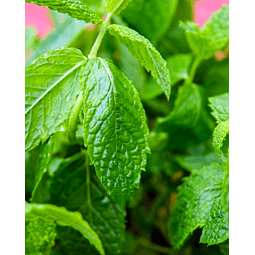 Menta