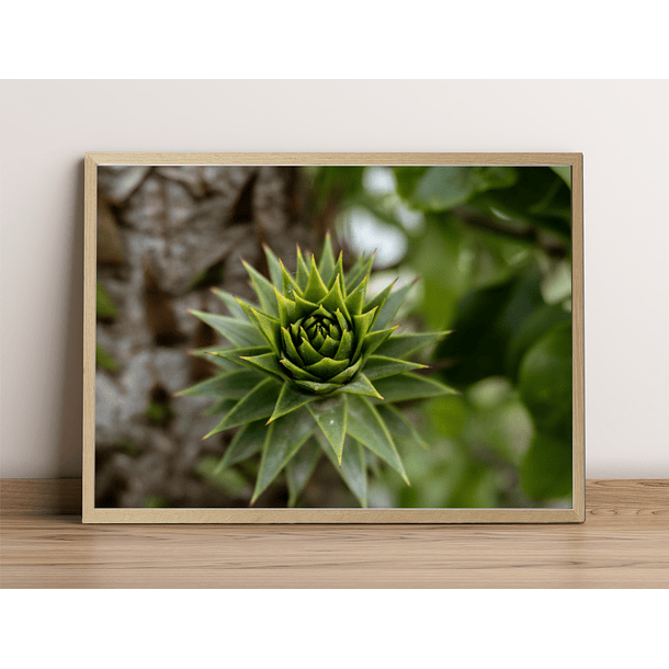 ARAUCARIA 3