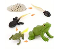 Juego Educativo Ciclo De Vida Animales Montessori Para Niños