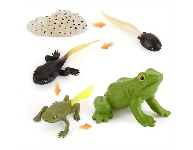 Juego Educativo Ciclo De Vida Animales Montessori Para Niños