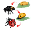 Juego Educativo Ciclo De Vida Animales Montessori Para Niños