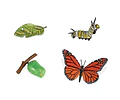 Juego Educativo Ciclo De Vida Animales Montessori Para Niños