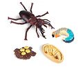 Juego Educativo Ciclo De Vida Animales Montessori Para Niños