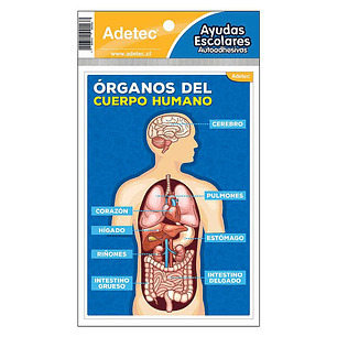 AUTOADHESIVO ADETEC AYUDA ESCOLAR DEL CUERPO HUMANO