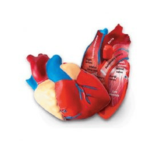 MODELO CORAZON DE GOMA 14CMS. (LER-1902) 2+