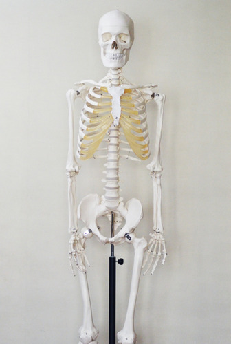 MODELO ANATOMICO HUMANO ESQUELETO 23CMS. 41PZS. (LER-3337) 8+ 1