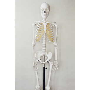 MODELO ANATOMICO HUMANO ESQUELETO 23CMS. 41PZS. (LER-3337) 8+