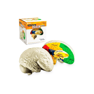 MODELO DE CEREBRO GOMA 14 CMS. (LER-1903) 7+