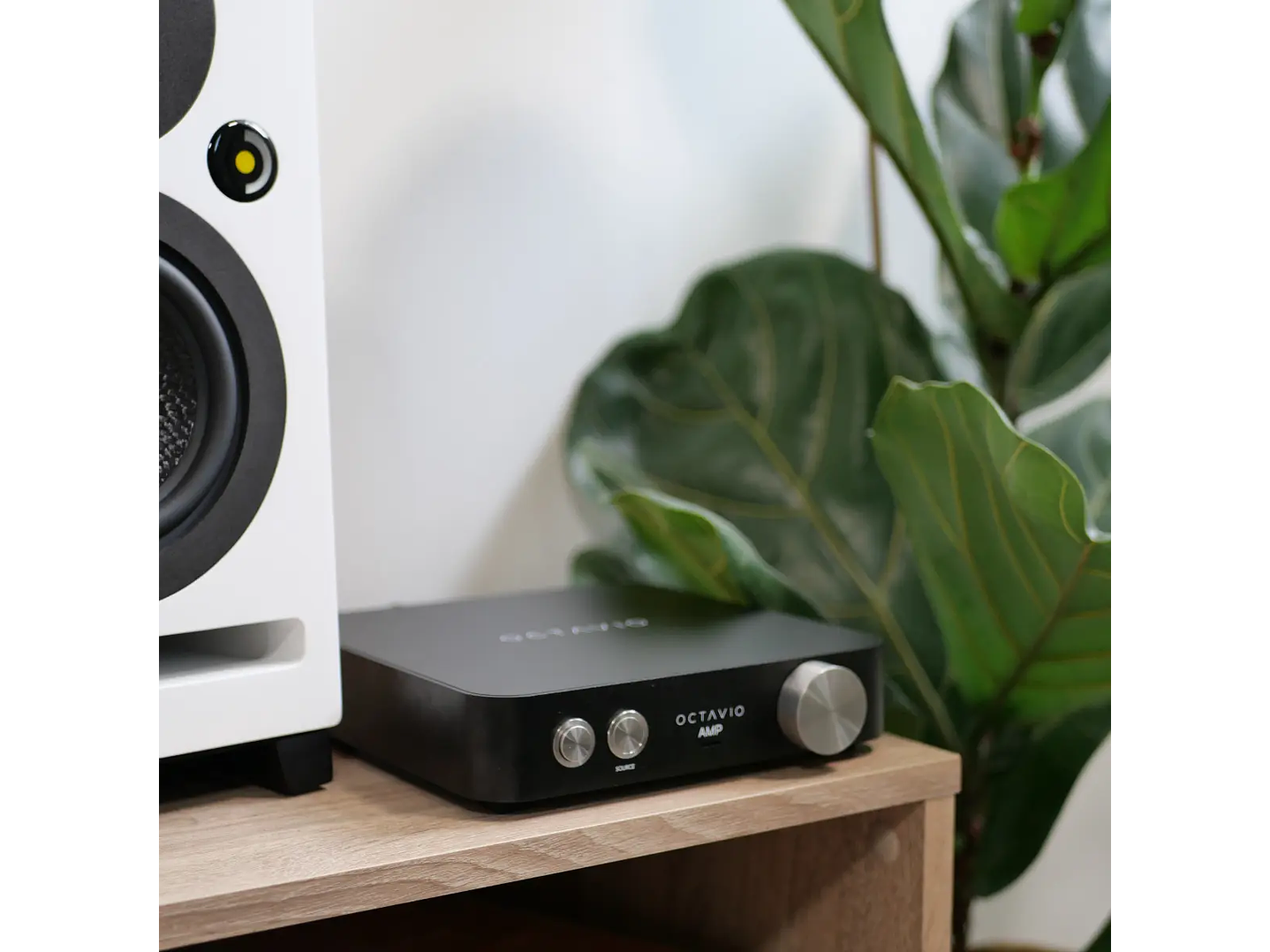 Octavio Amp - All in One 3