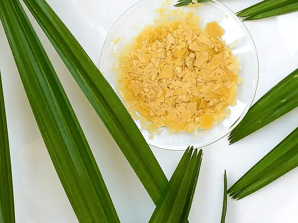 Cera Carnauba: El Escudo Invisible de la Naturaleza 🌴✨