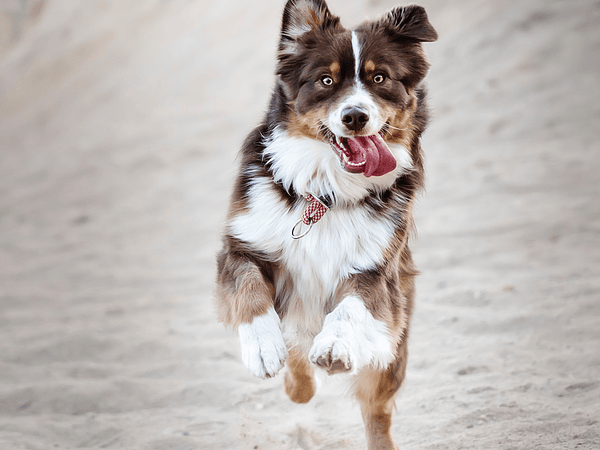 Como cuidar do pelo dos cães ? 