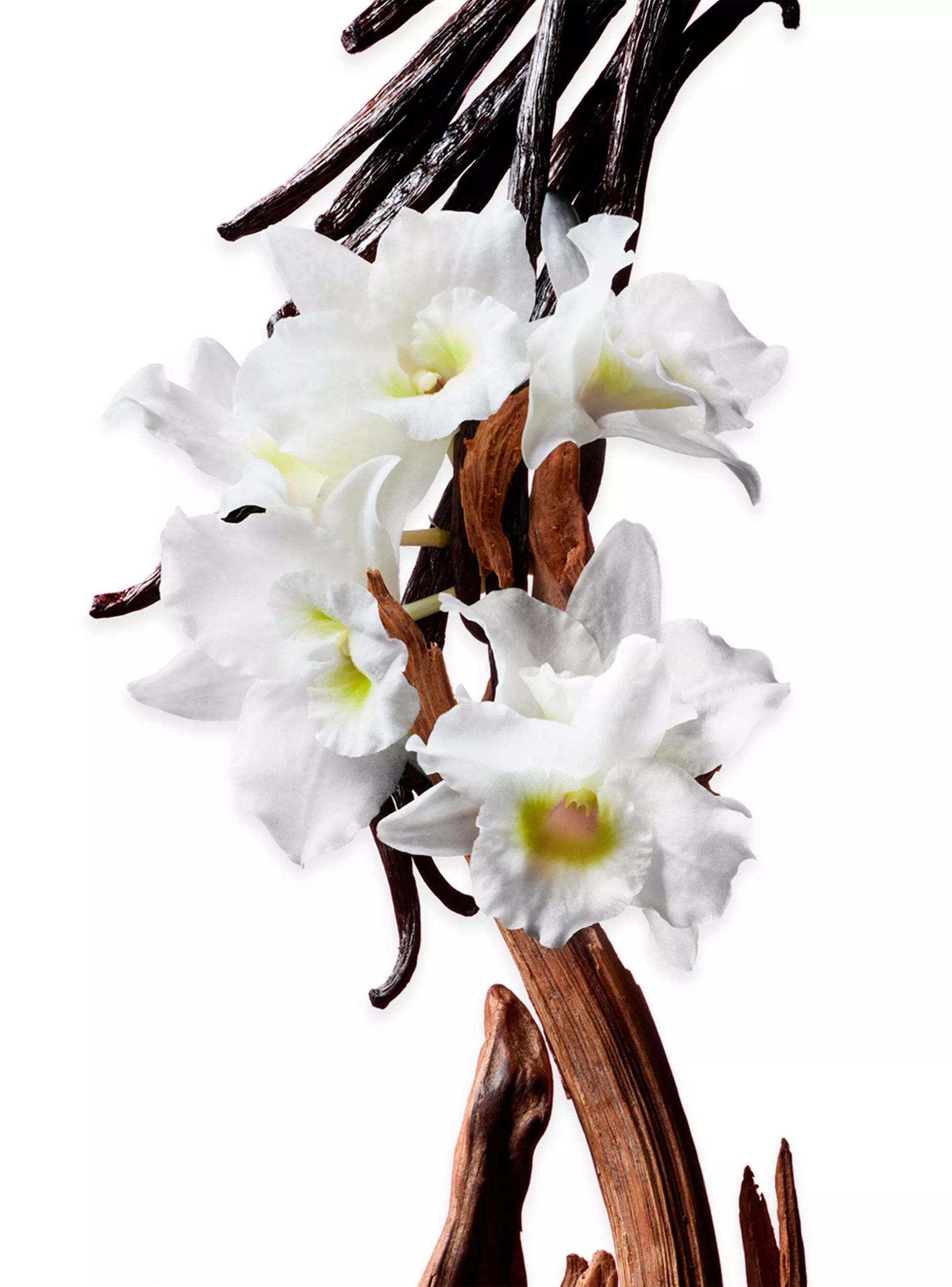 FLOWERBOMB EDP 100 ML VIKTOR&ROLF 2