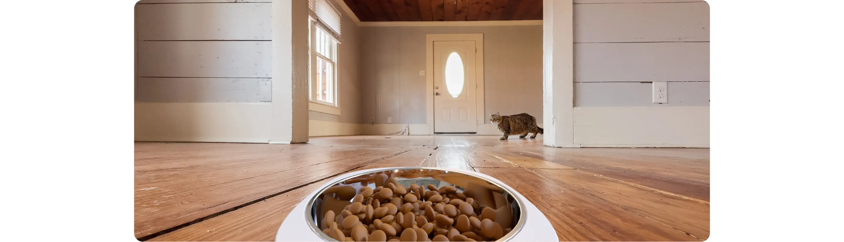 Alimentador de Mascotas