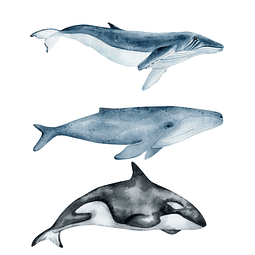 Ballenas XL