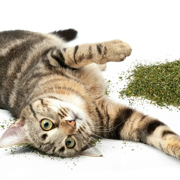 SmartyKat Catnip For Cats, Natural, Pure & Potent, Resealable Shaker Canister 3