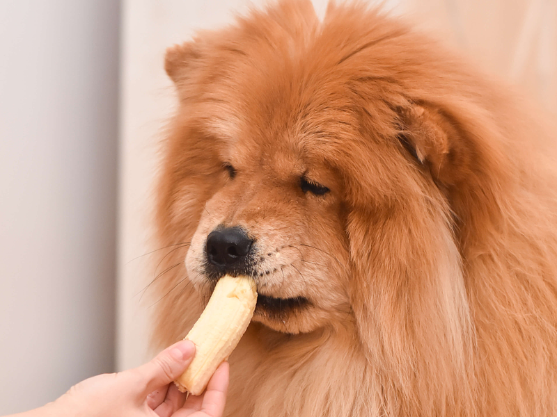 Can Dogs Eat Bananas?