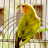Tips to keep in mind when taking care of your bird