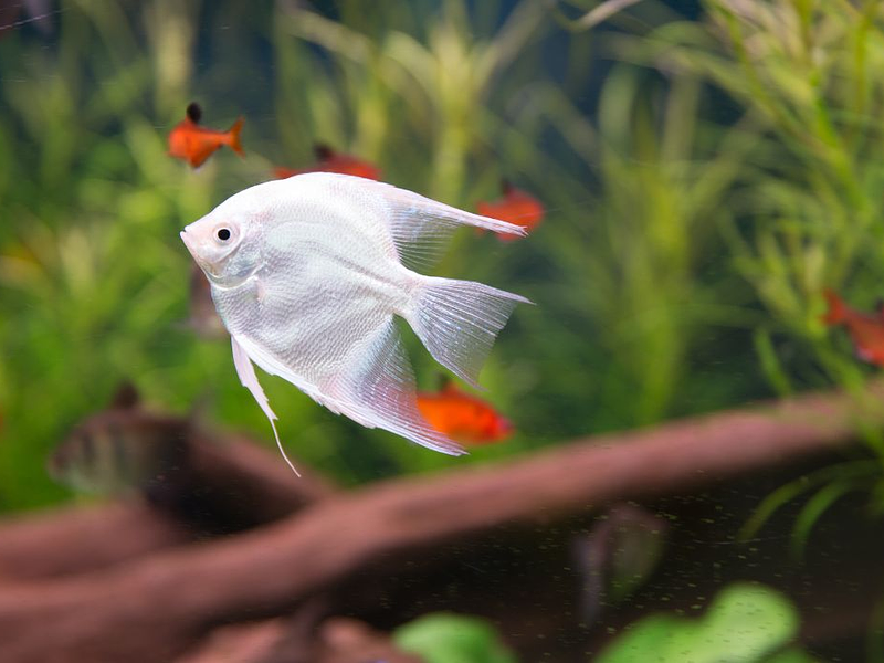 Fish care is essential to keep your fish healthy and happy