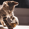 Essential cat care tips to keep in mind