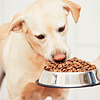 Dog alimentation several key factors to consider