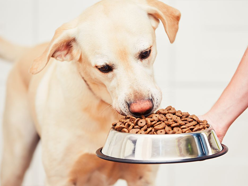 Dog alimentation several key factors to consider