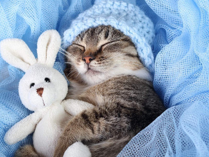 How to manage the first few months with a new kitten