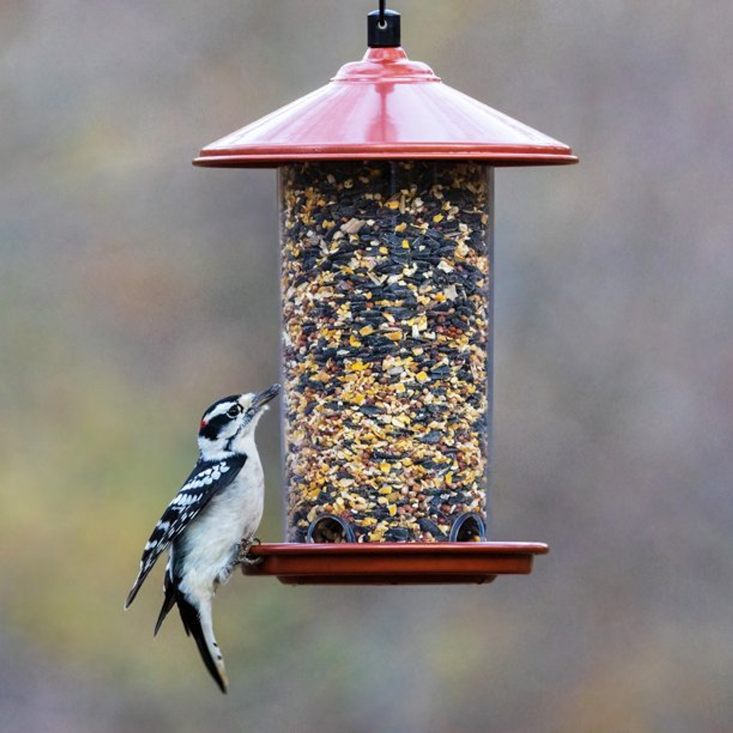 Global Harvest Foods Girasol y Granos Alimento para Aves Silvestres 5