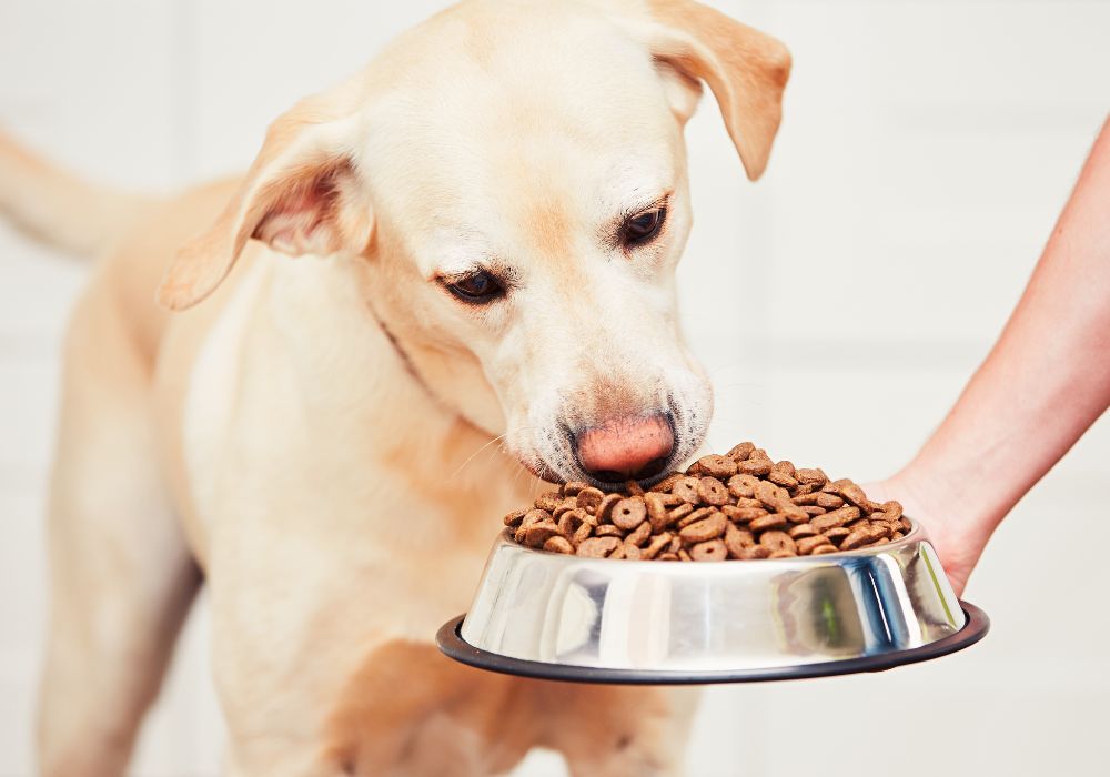 Dog alimentation several key factors to consider