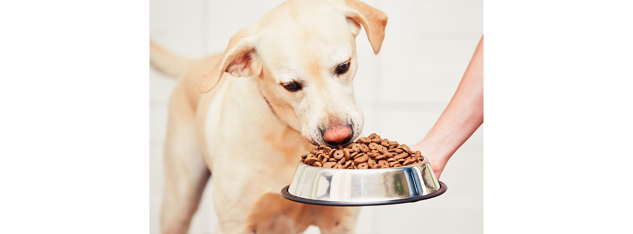 Alimentação do cão - vários fatores-chave a considerar