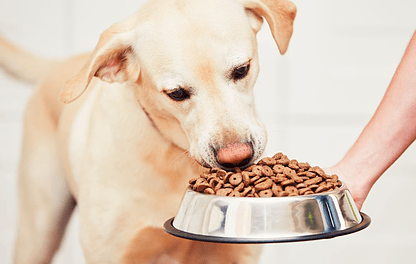 Alimentação do cão - vários fatores-chave a considerar