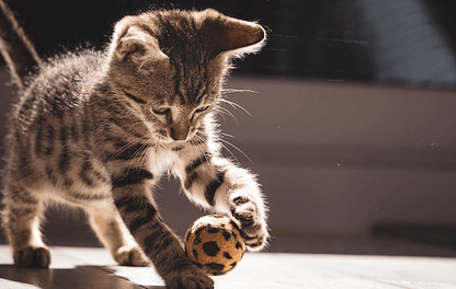 Essential cat care tips to keep in mind