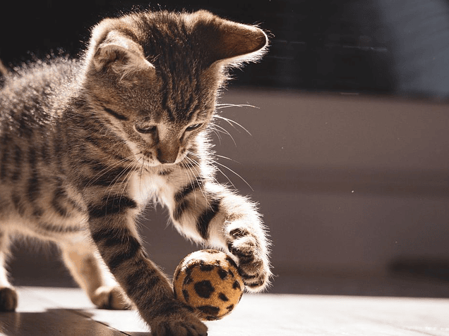 Essential cat care tips to keep in mind